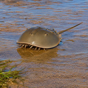 Jeune limule sur une vasi&egrave;re &agrave; mar&eacute;e basse