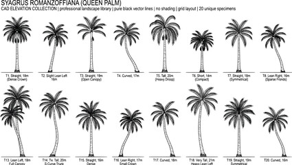 Obraz premium Queen palm syagrus romanzoffiana elevation cad collection