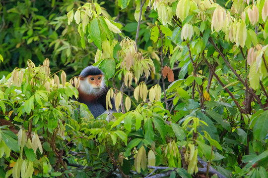Son Tra Red-shanked douc langur - IUCN Red List