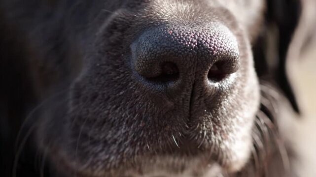A Close-Up Examination of Canine Features: Highlighting the Unique Characteristics of a Dog's Nose and Its Importance in Communication and Scent Detection