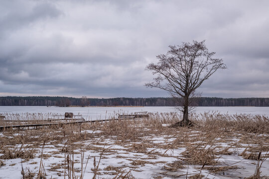 Cloudy Sky Over Frozen Lake Shoreline and Solitary Bare Tree in Early Spring