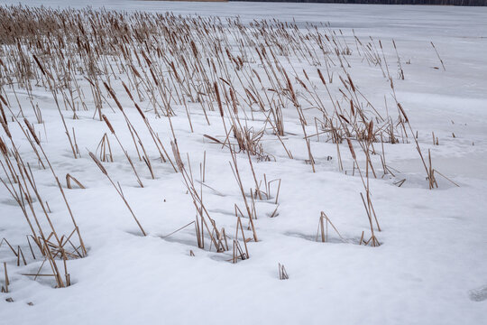 Dry Bulrush Reeds Growing Through Melting Snow on Frozen Lake Shore