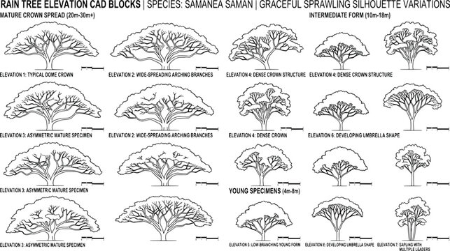 Rain tree samanea saman cad elevation blocks and silhouette variations