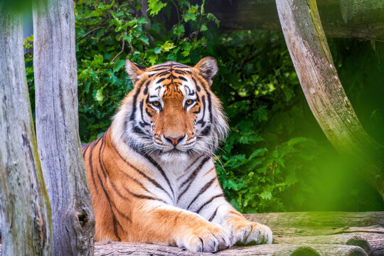 Majestic tiger resting in Vienna zoo enclosure, surrounded by wooden logs and lush green vegetation. Striking orange and black striped coat with piercing blue eyes gazing directly at camera.