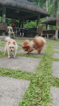 Two small fluffy dogs on leashes walk along grassy path near pavilions