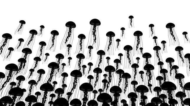 Swarm of jellyfish swimming in a dense group