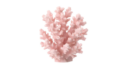 Pink branching coral skeleton isolated on black background. © Jurairat