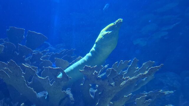 Close view of a moray eel slowly breathing underwater in an aquarium surrounded by fish, showing exotic aquatic life, marine animal behavior, and a calm underwater environment
