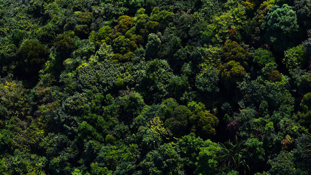 Green tropic jungle forest aerial view