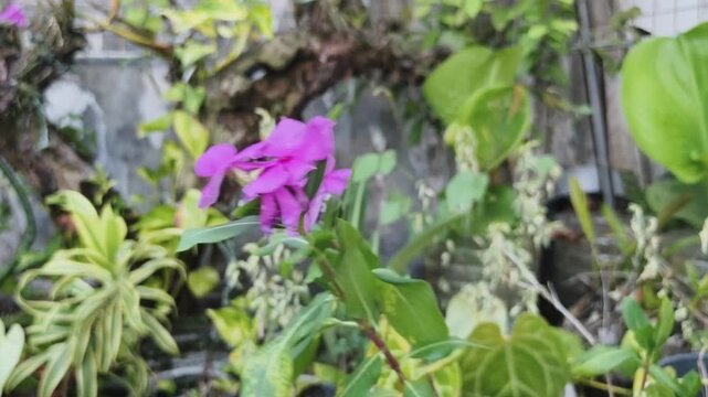 Purple flowers bloom gently among lush green leaves in a vibrant garden scene