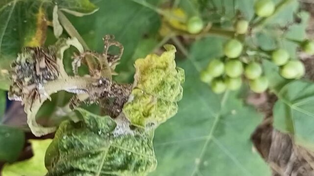 Completely Ruined Turkey Berry Shoot Tip due to Severe Eggplant Mealybug Attack, Solanum torvum Apical Dieback and Crop Loss in Dry Zone Agriculture