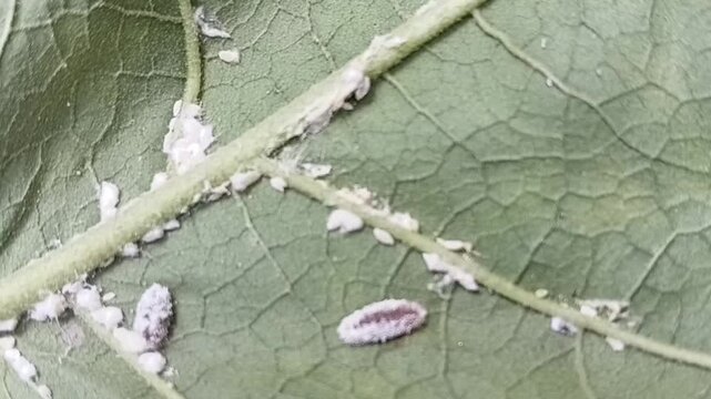 Crawling Mealybug Destroyer Larva Cryptolaemus montrouzieri on Turkey Berry Stem, Active Beneficial Ladybird Beetle Larva searching for Eggplant Mealybugs