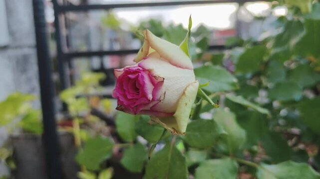 Pink rose bud slowly opens against green leaves with soft focus background