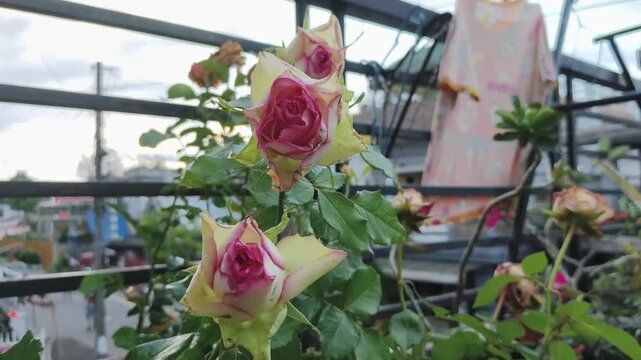 Roses bloom gently on balcony with soft light and green leaves surrounding them.