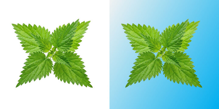 Fresh green stinging nettle leaves in transparent background