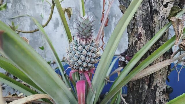 Pineapple grows among green leaves and tree trunk in garden setting