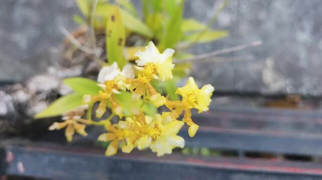 Yellow orchids bloom gently on wooden bench near stone wall