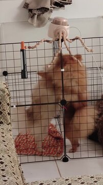 Fluffy dog plays with hanging toy inside playpen