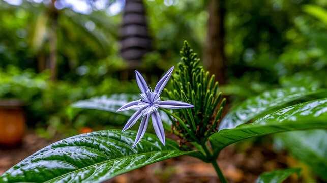 Star-shaped purple and white striped flower blooming on tropical plant with tropical