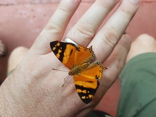 Orange Tropical Butterfly Resting on Human Hand in Paraguay © Sven Decker
