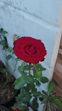 Vibrant red rose blooms gracefully against white wall backdrop