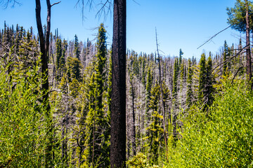 Obraz premium Burned redwood trees regenerating with new green growth in Big Basin Redwoods State Park