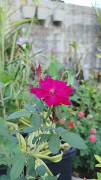 Vibrant pink rose blooms gracefully in garden with green leaves surrounding it.