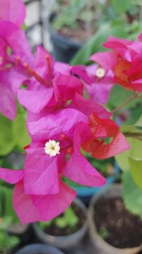 Vibrant pink bougainvillea flowers bloom with delicate white centers in a lush garden setting.