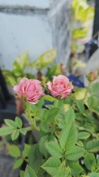 Two pink roses bloom gently among lush green leaves in soft natural light