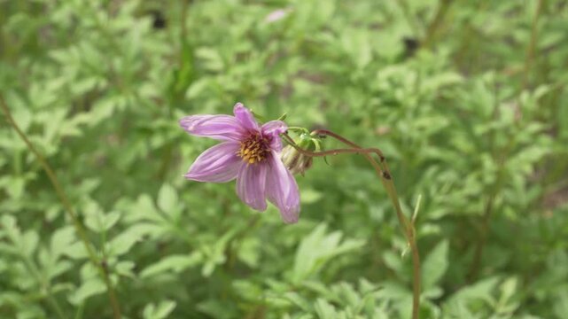Close up view of a delicate pink Merck dahlia (Dahlia merckii) flower swaying gently on its stem in the wind. Suitable for botanical, floral, and nature documentary projects.