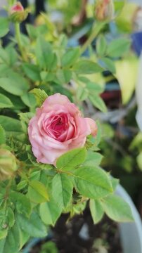 Pink rose blooms softly among green leaves in garden pot