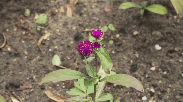 Close up view of vibrant magenta flower heads of globe amaranth (Gomphrena globosa) blooming against soil. Suitable for gardening, floral displays, and botanical content.