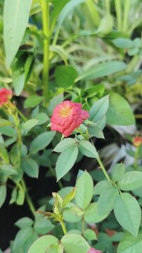 A single pink rosebud opens slowly among green leaves in soft daylight.