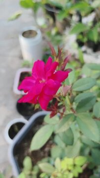 Vibrant pink rose blooms gracefully in potted garden setting with green leaves surrounding.