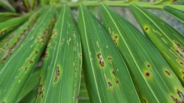 Close Up of Palm Frond Affected by Fungal Leaf Spot Disease and Blight