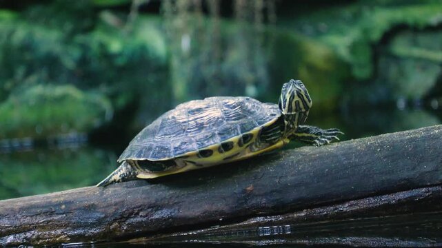 4k high resolution stock video, Red Eared Slider Turtle Basking on a Rock by a Peaceful Park Pond in Natural Wildlife Habitat