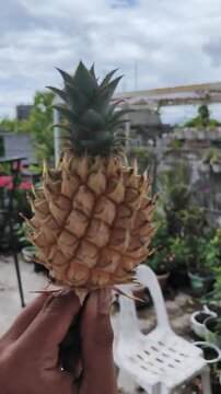 Hand holds small pineapple outdoors in garden setting