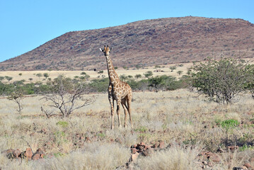 Giraffe © camerawithlegs