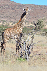 Giraffe © camerawithlegs