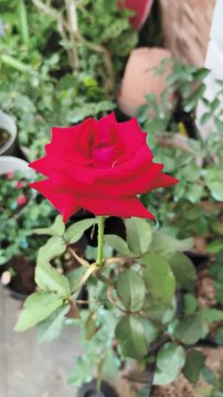Red rose blooms gracefully in garden with green leaves surrounding it
