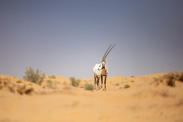 Arabian Oryx Standing on Desert Sand Dunes © Peter