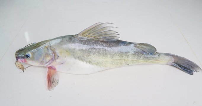 Live naked catfish raw food on white prepare cooking food industry
