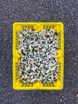 Top-down view of a yellow plastic crate filled with chopped green and white flower plant material used for creating traditional floral carpets resting on asphalt