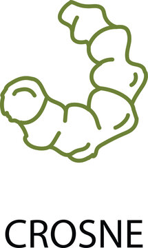 Crosne Root Vegetable Icon, Chinese Artichoke Tuber Outline, Rare Organic Crop Vector Illustration
