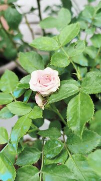Soft pink rose blooms gently among lush green leaves with dew drops