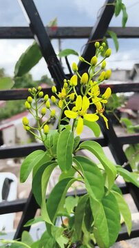 Yellow flowers bloom on green leaves against black railing