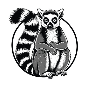Detailed black and white illustration of a ring-tailed lemur sitting within a circular frame, showcasing its distinctive features.