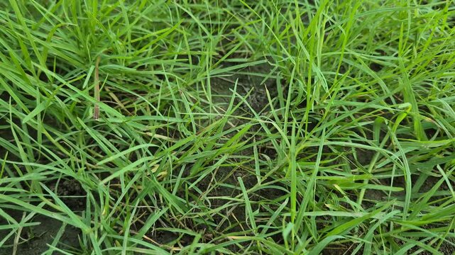 Close Up Shot of Fresh Green Grass Field Texture Moving Slowly
