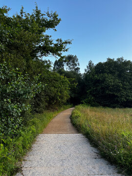 White stone path transitioning to a dirt trail leading into a green forest alongside a grassy field on the Camino de Santiago in Spain