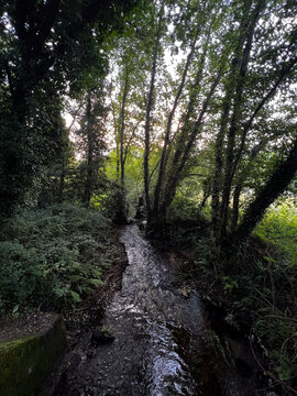 Small stream flowing through a dark, lush forest on the Camino de Santiago in Spain